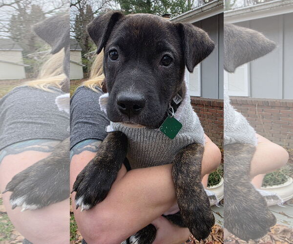 Medium Photo #1 Labrador Retriever-Unknown Mix Puppy For Sale in Clarkston, MI, USA