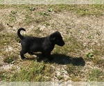 Small Photo #4 Labrador Retriever Puppy For Sale in FRUITPORT, MI, USA