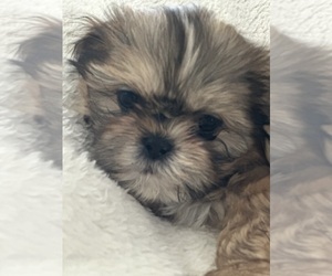 Shih Tzu Puppy for sale in WEST PALM BCH, FL, USA