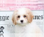 Small Photo #4 Cavapoo Puppy For Sale in BEL AIR, MD, USA