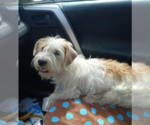 Small Photo #2 Mutt Puppy For Sale in Cranston, RI, USA