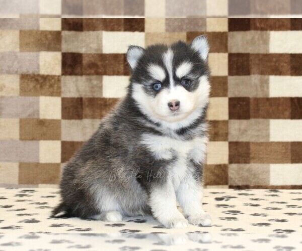 Medium Photo #1 Pomsky Puppy For Sale in DENVER, PA, USA