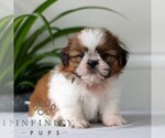 Small #4 Shih Tzu