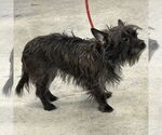 Small #1 Cairn Terrier Mix