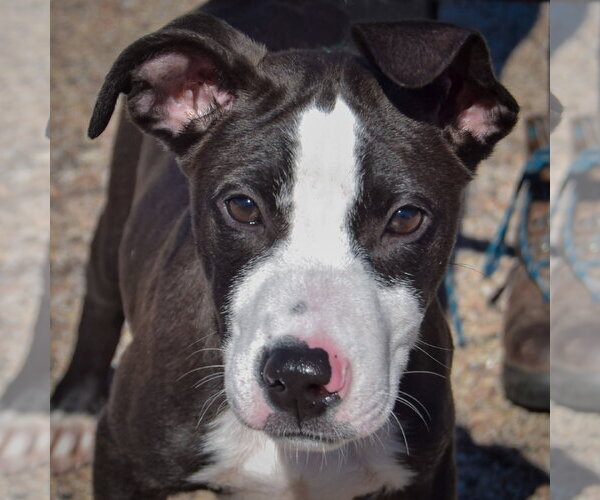Medium Photo #1 Boxador Puppy For Sale in Huntley, IL, USA