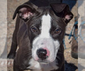 Lewis - Male Boxador Dog for Adoption