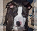 Lewis - Male Boxador Dog for Adoption - Small photo