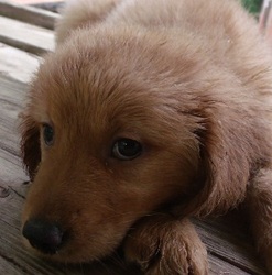 Golden Retriever Puppy for sale in BLAIRSVILLE, GA, USA