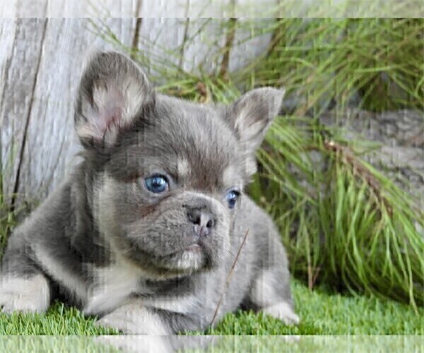 Medium Photo #14 French Bulldog Puppy For Sale in BOCA RATON, FL, USA