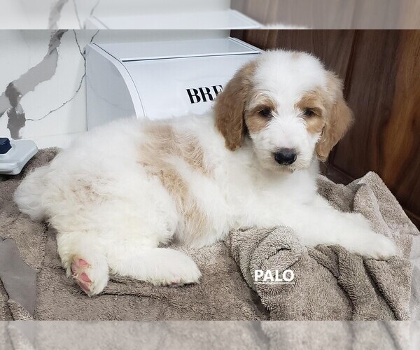 Medium Photo #1 Goldendoodle Puppy For Sale in SLIDELL, LA, USA