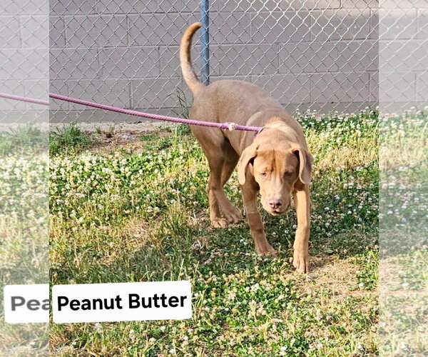 Medium Photo #1 Mutt Puppy For Sale in Rockaway, NJ, USA