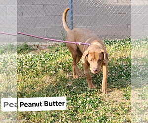 Mutt Dogs for adoption in Rockaway, NJ, USA