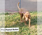 Small Mutt