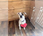 Small #4 Bullboxer Pit