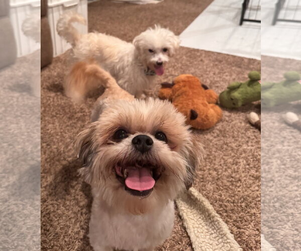 Medium Photo #6 Shih Tzu Puppy For Sale in Pottstown, PA, USA