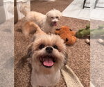 Small #5 Shih Tzu