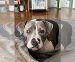 Small #2 American Pit Bull Terrier Mix