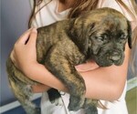 Small Photo #2 Mastiff Puppy For Sale in ALVIN, TX, USA