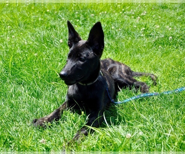 Medium Photo #9 Dutch Shepherd Dog Puppy For Sale in CHARLESTON, WV, USA