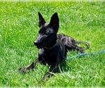 Small Photo #9 Dutch Shepherd Dog Puppy For Sale in CHARLESTON, WV, USA