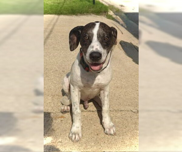Medium Photo #1 Great Dane-Unknown Mix Puppy For Sale in Pleasanton, TX, USA
