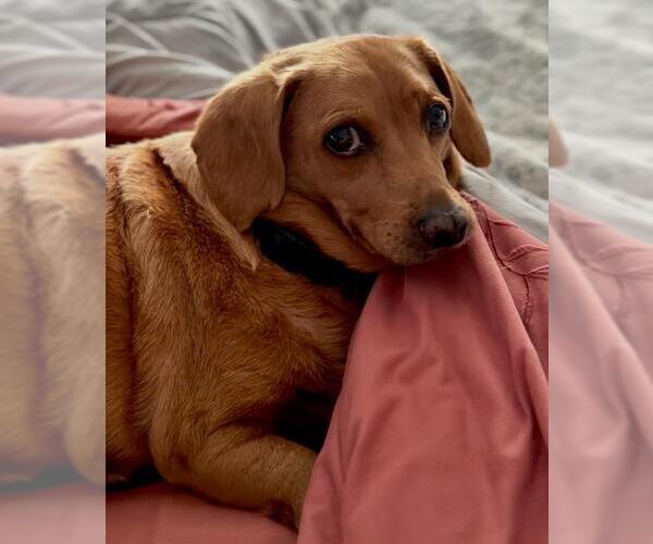 Medium Photo #7 Dachshund Puppy For Sale in Los Angeles, CA, USA
