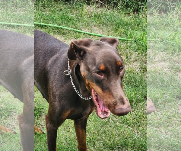 Medium Photo #5 Doberman Pinscher Puppy For Sale in Buffalo, MN, USA