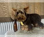 Small #1 Yorkshire Terrier