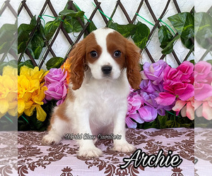 Cavalier King Charles Spaniel Puppy for sale in MIAMI, FL, USA