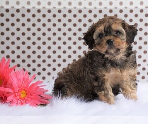 Cavalier King Charles Spaniel-Poodle (Toy) Mix Puppy for sale in FREDERICKSBG, OH, USA