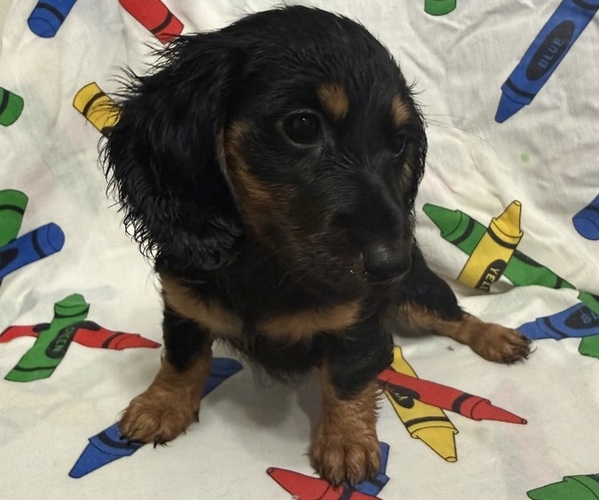 Medium Photo #1 Dachshund Puppy For Sale in LUMBERTON, NC, USA