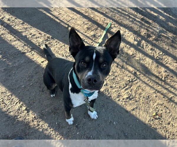 Medium Photo #2 Labrador Retriever Puppy For Sale in Ocala, FL, USA