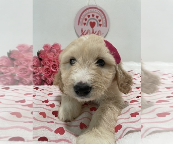 Medium Photo #1 Goldendoodle Puppy For Sale in NORTH HIGHLANDS, CA, USA