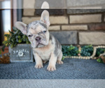 Small #2 French Bulldog
