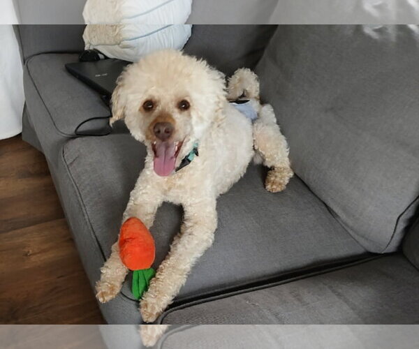 Medium Photo #8 Mutt Puppy For Sale in Harrisburg, PA, USA