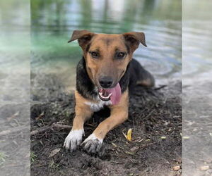 Beagle-Collie Mix Dogs for adoption in Princeton, MN, USA