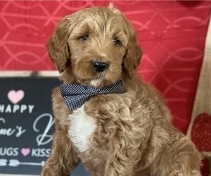 Goldendoodle Puppy for sale in LANCASTER, PA, USA
