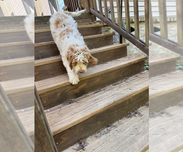 Medium Photo #45 Aussie-Poo-Goldendoodle Mix Puppy For Sale in COMMERCE, MI, USA