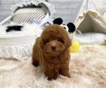 Small Photo #3 Poodle (Toy) Puppy For Sale in CHICAGO, IL, USA