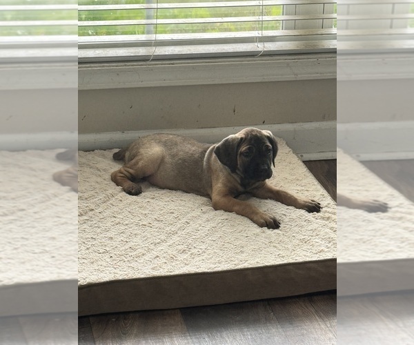 Medium Photo #1 Cane Corso Puppy For Sale in DOTHAN, AL, USA