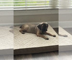 Medium Cane Corso