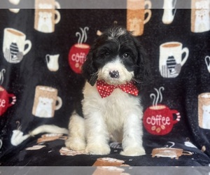 Cavapoo Puppy for sale in LAKELAND, FL, USA