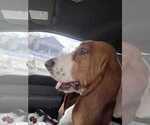 Small Photo #1 Basset Hound Puppy For Sale in CARLETON, MI, USA