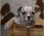Small #3 English Bulldog