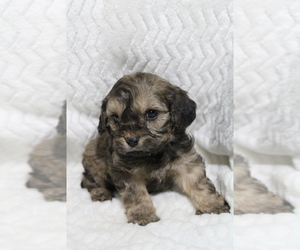 Cavapoo Puppy for sale in CARLISLE, KY, USA