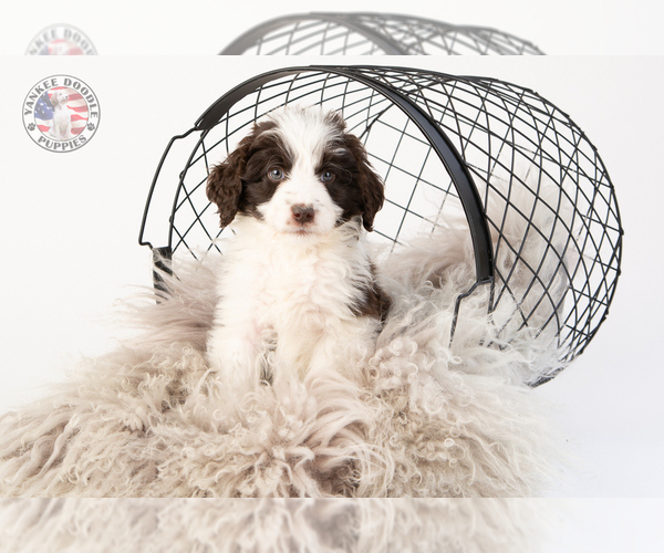 Medium Photo #18 Saint Berdoodle Puppy For Sale in LEAVENWORTH, IN, USA
