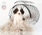 Small Photo #18 Saint Berdoodle Puppy For Sale in LEAVENWORTH, IN, USA