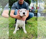 Small Photo #7 Dogo Argentino Puppy For Sale in MIAMI, FL, USA