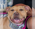 Small #11 American Pit Bull Terrier Mix