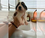 Small #1 Colonial Cocker Spaniel-Saint Bernard Mix
